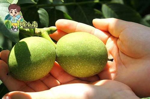 成县吃瓜网红,揭秘当地美食文化  第1张